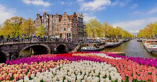Oude Koeienrassen in Nederland Een Duik in de Geschiedenis en Cultuur 414346066
